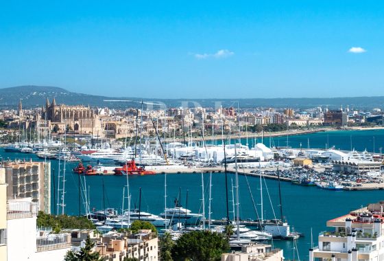 Palace · Available - Palma