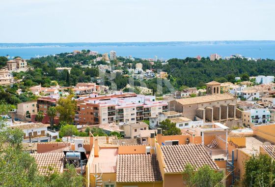 Available - Apartment - Palma