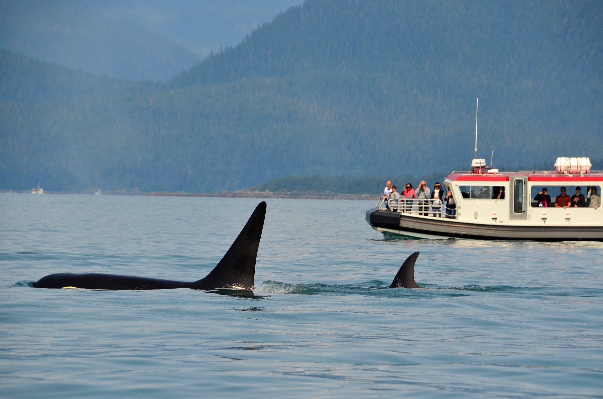 Avistamiento de ballenas en Alaska: cuando ir y dónde verlas